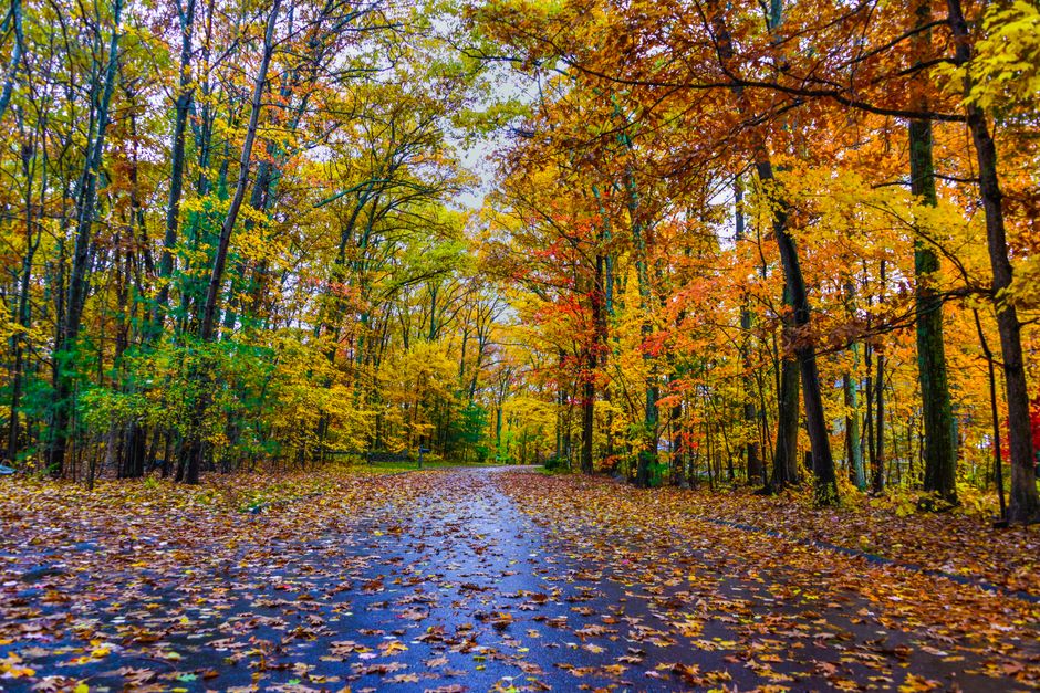 Vibrant fall colors along a tranquil forest road in Southborough, Massachusetts.
