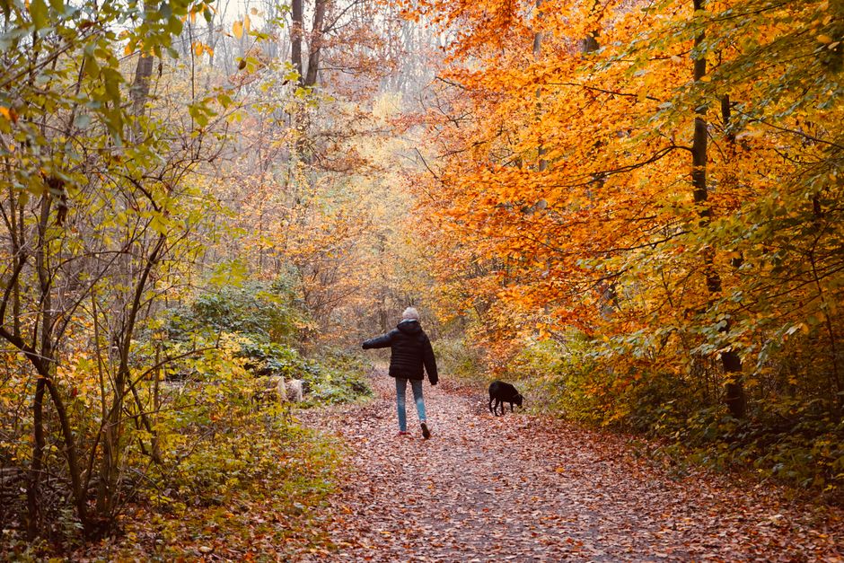 A person walks with a dog through a scenic autumn forest path.