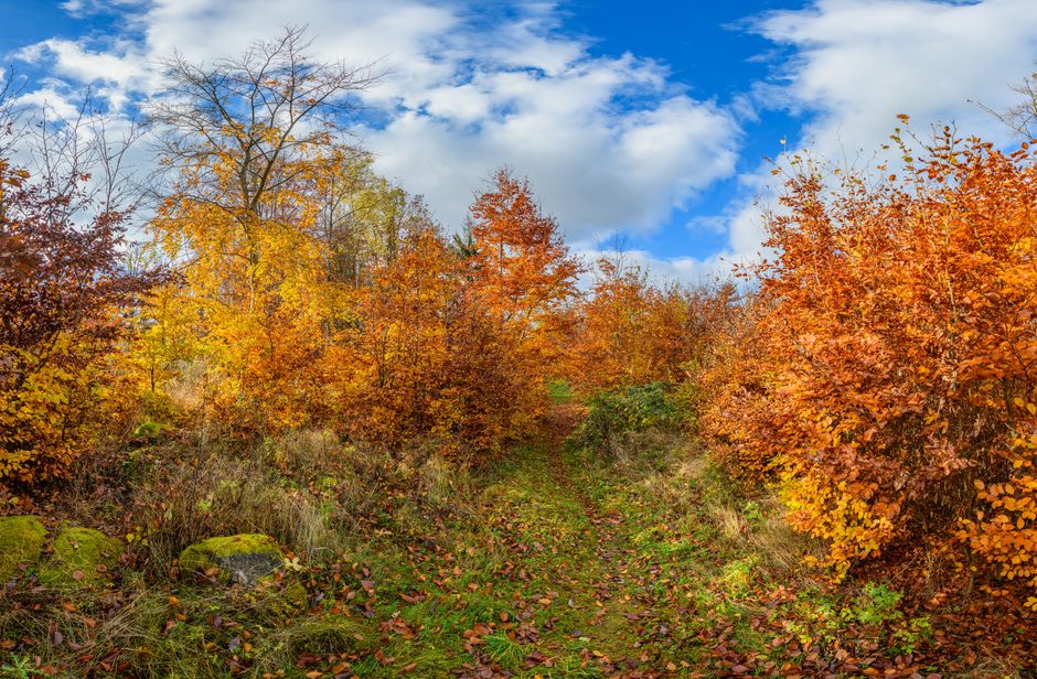 Scenic forest path with colorful autumn foliage under a bright blue sky.