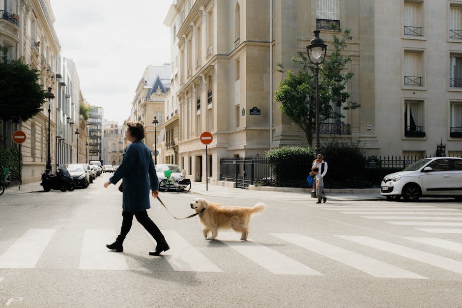 A woman and golden retriever crossing a chic Parisian street alongside classic architecture.