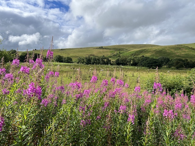 Cledan Valley Camping – Review