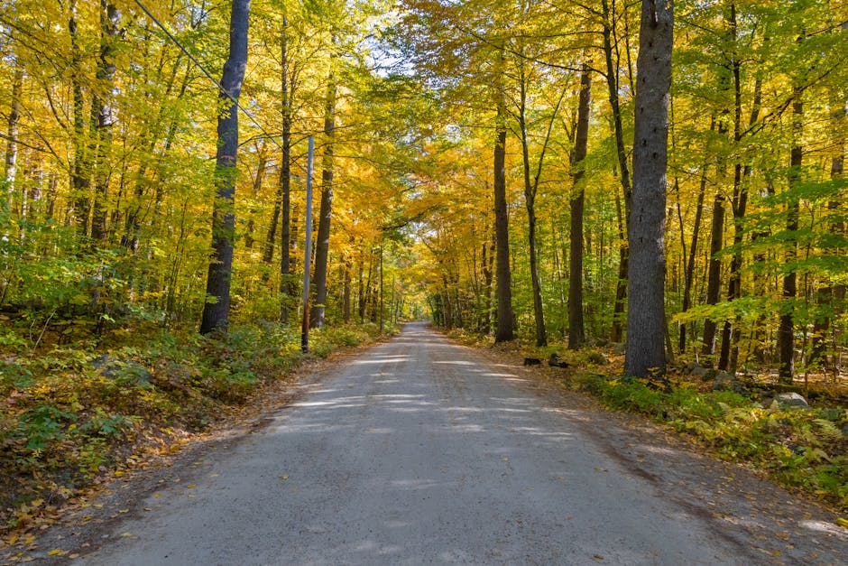 A peaceful concrete road surrounded by vibrant autumn trees in Concord, NH.